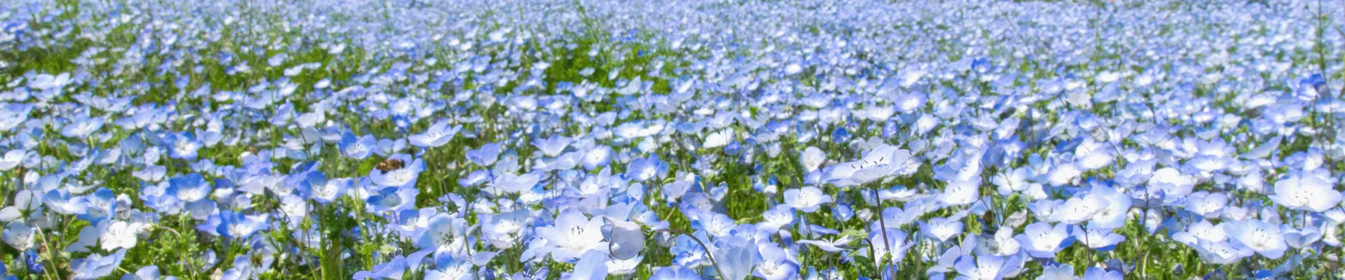 茨城県のイメージ画像